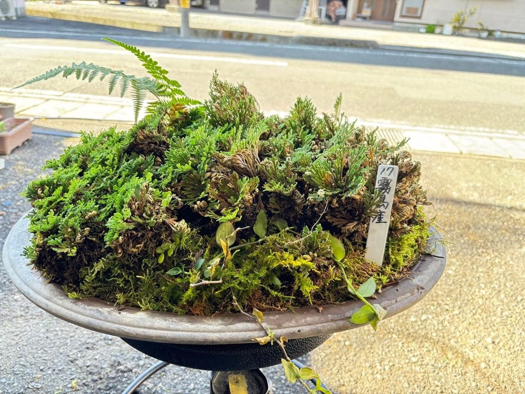 ＮＯ１７ イワヒバ(岩松) 鹿児島 南薩摩半島 霧島 産 最高級品 投げ売り