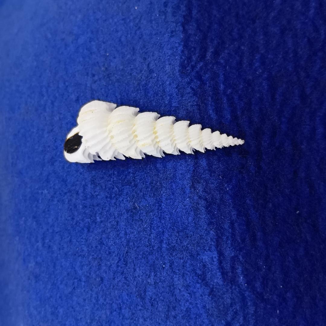 貝標本ヤエバイトカケ（蓋付）